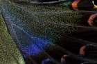 Butterfly wing close-up Art Print
